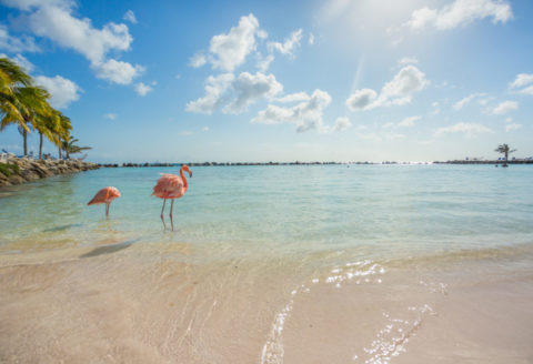 Deals,Vakantie,Caribbean,Aruba + Antillen