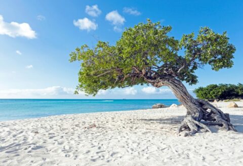 Deals,Vakantie,Caribbean,Aruba + Antillen