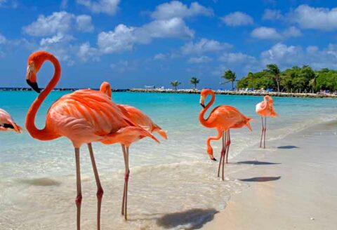 Deals,Vakantie,Caribbean,Aruba + Antillen